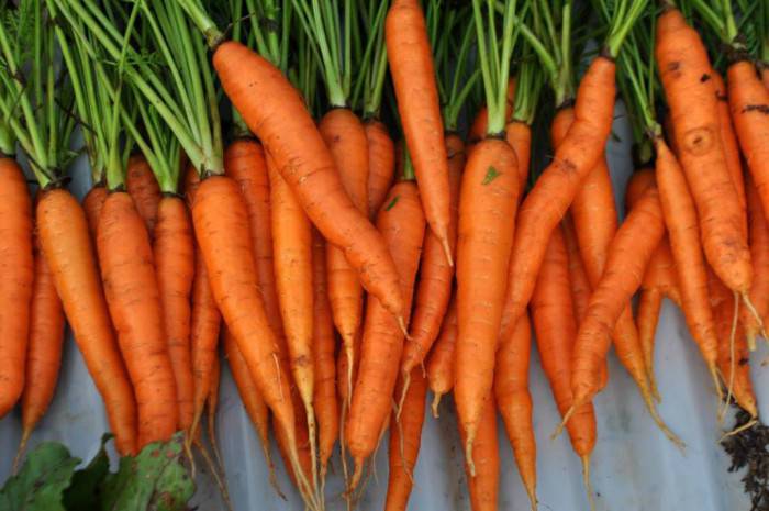 coltivazione-carota_o2