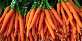 Le-carote-5-800x400-800x400
