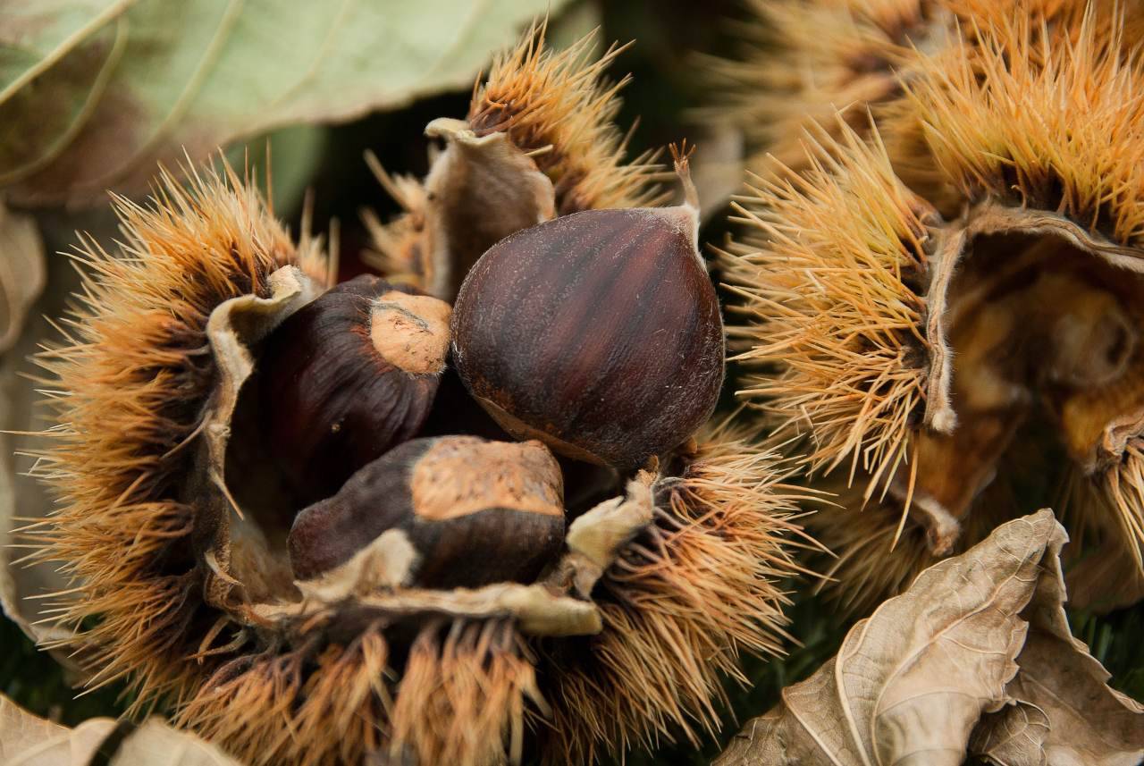 Castagno: da frutto dei poveri ad alimento prelibato sulle nostre tavole (Fonte foto: Pixabay)