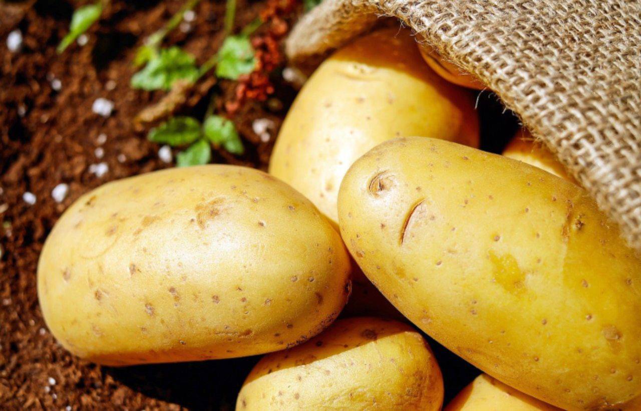 conservano patate