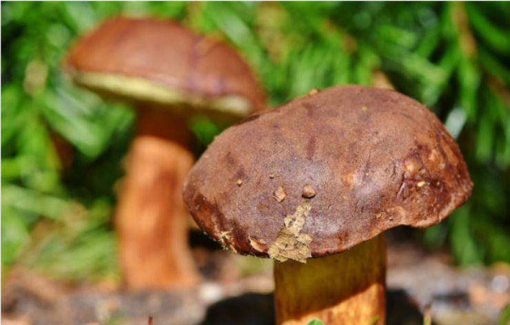 Pappardelle con i funghi: il segreto per un sugo cremoso e avvolgente