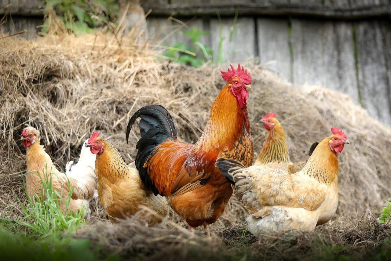 Allarme Influenza Aviaria: allevamenti di pollame a rischio abbattimento (Fonte foto: Pixabay)