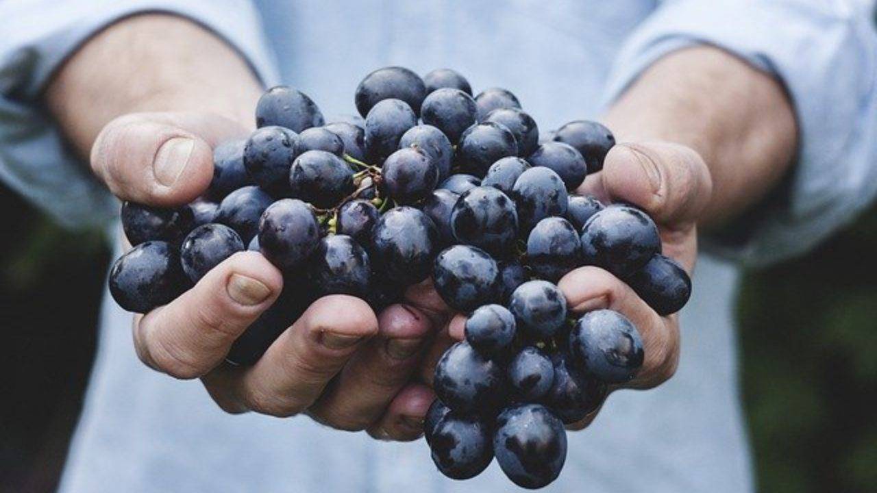 la dieta dell'uva