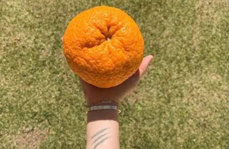 Mano Romina arancia