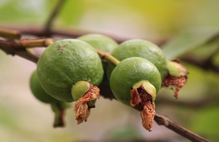 guava pianta