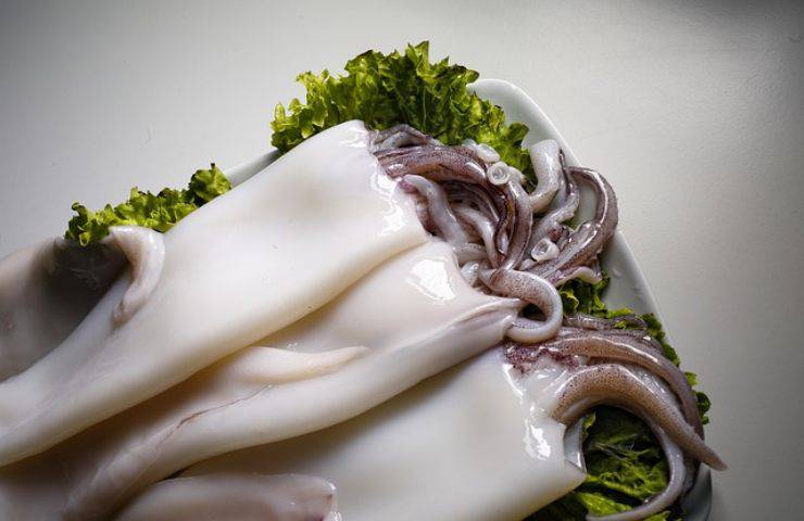 calamari freschi
