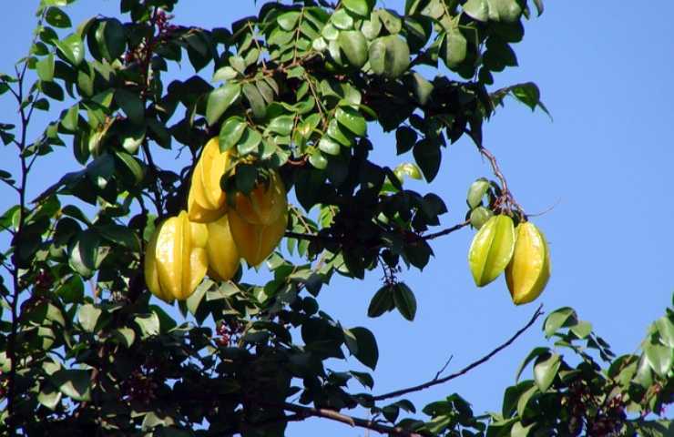 Carambola frutto indiano benefici