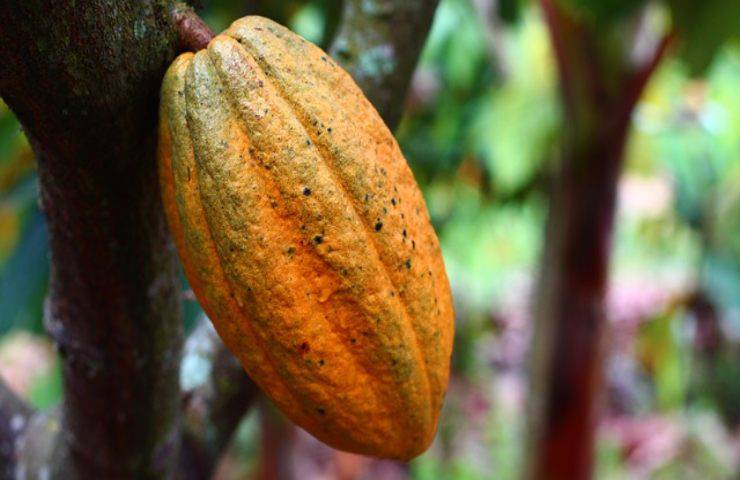 cacao superfood