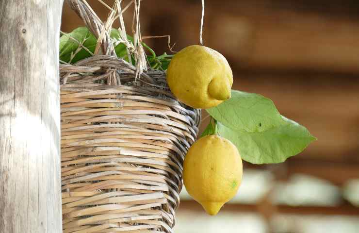 Come usare buccia limone 