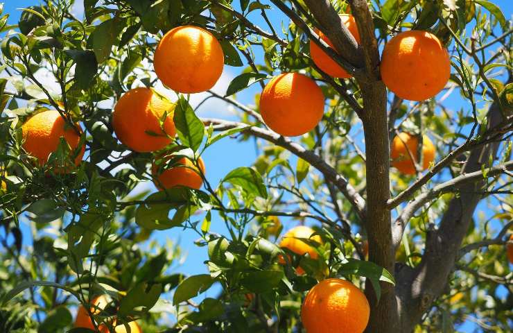 Dieta arance tornare in forma