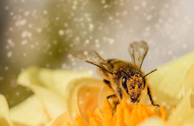 polline integratore difese immunitarie basse
