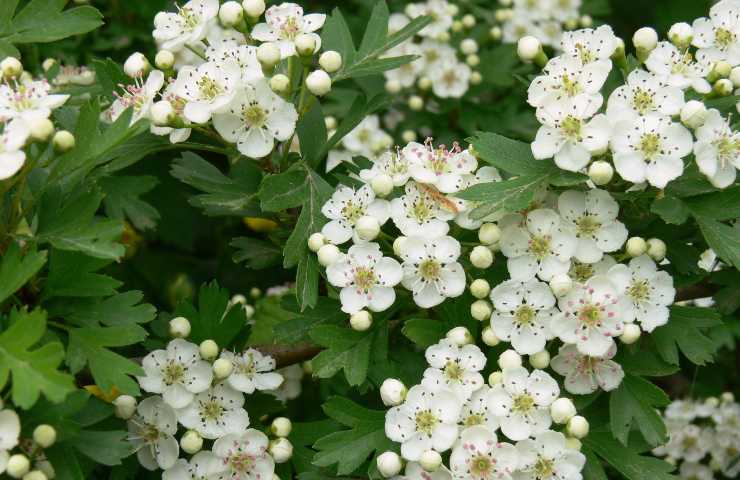 fiore di biancospino