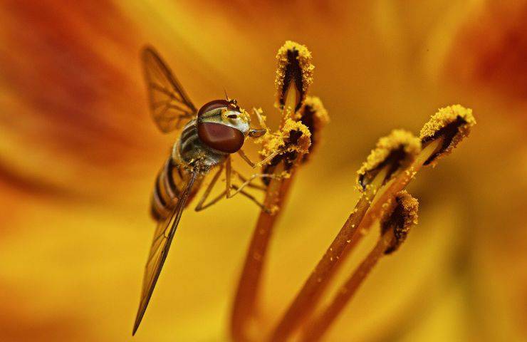 polline difese immunitarie basse cambio stagione