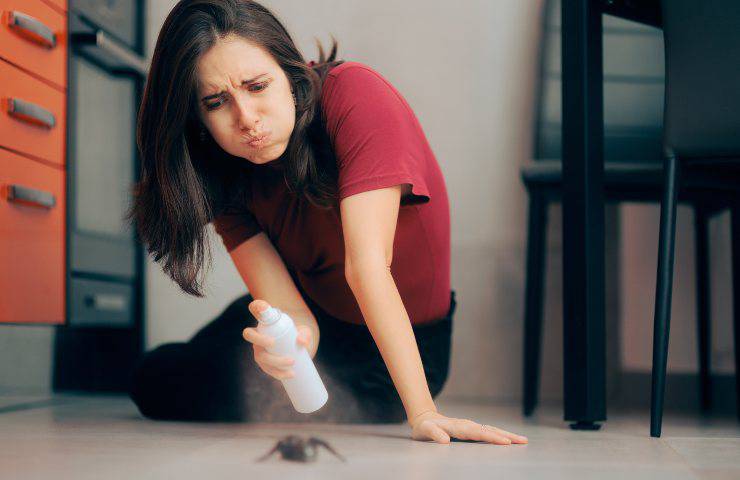 rimuovere formiche casa