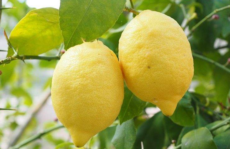 la dieta detox del limone