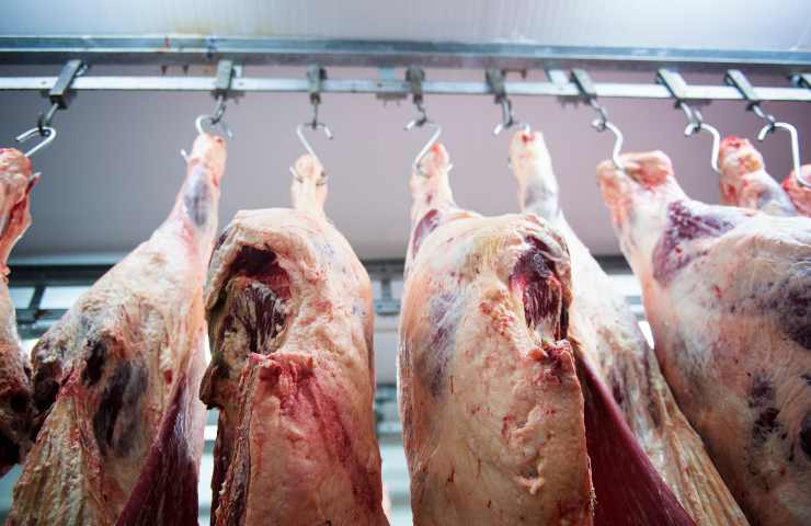 Aziende chiuse Abruzzo carne contaminata dettagli