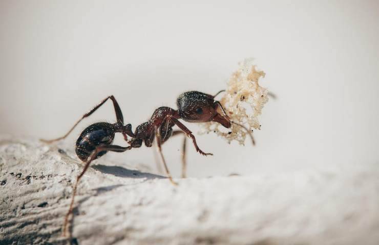 Rimedi naturali contro formiche cucina