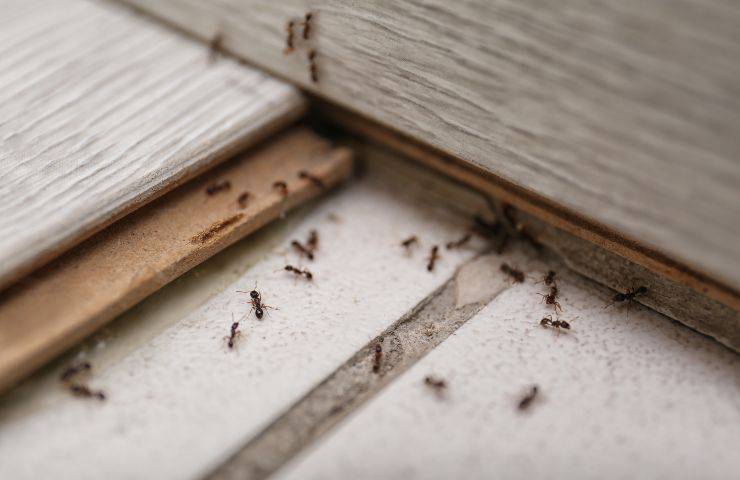 Allontanare formiche dalla cucina