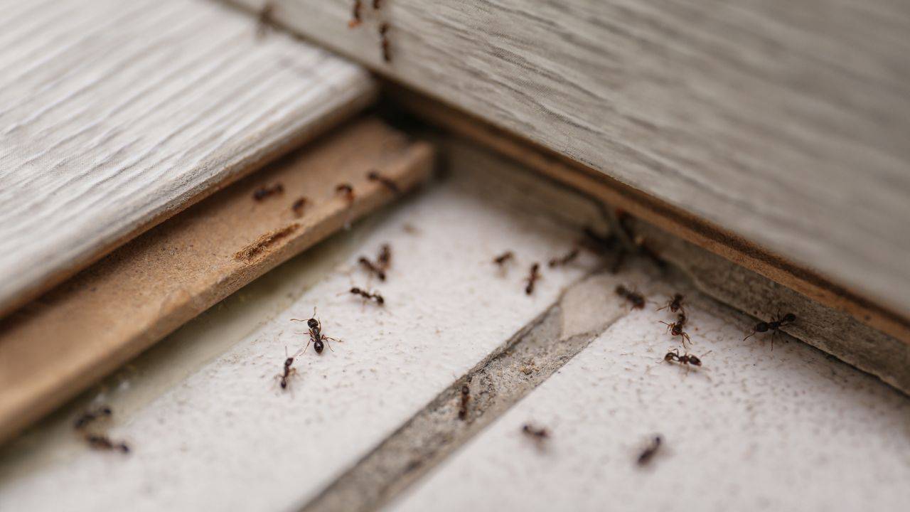 Allontanare formiche dalla cucina