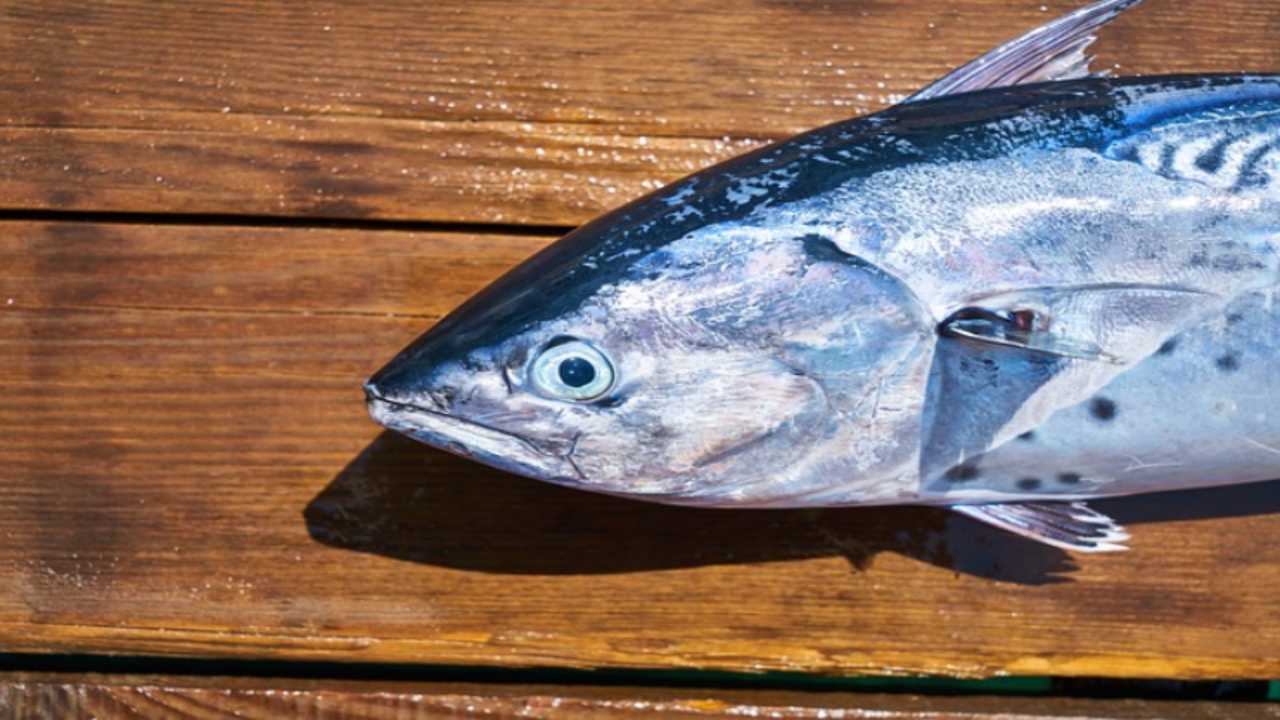 Basta salmone, mangia questo pesce povero: è ricco di Omega 3