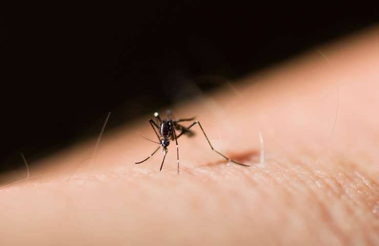 mosquito repellent diet