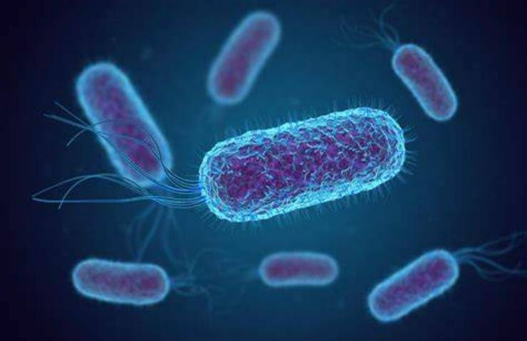 Escherichia coli cos'è sintomi cure