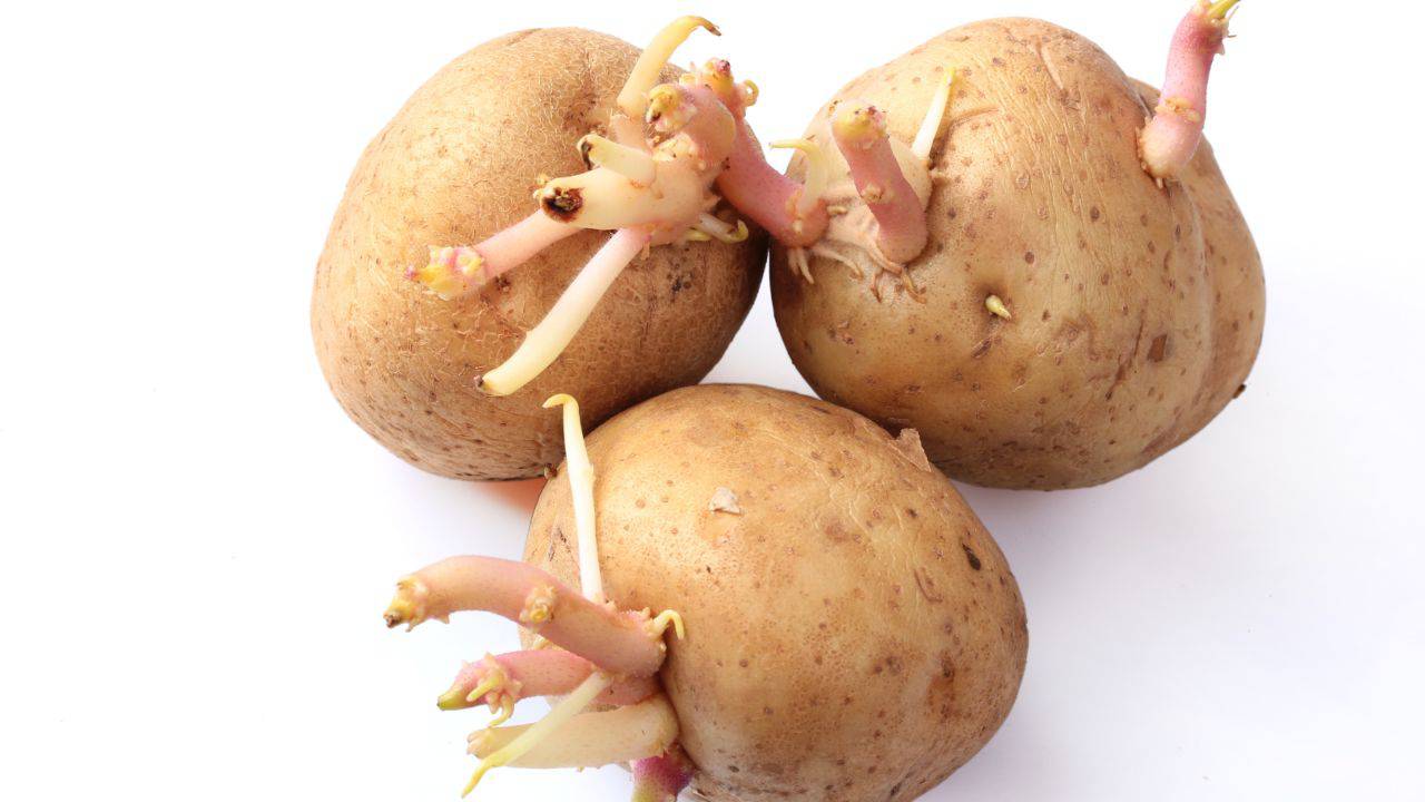patate come evitare germoglino