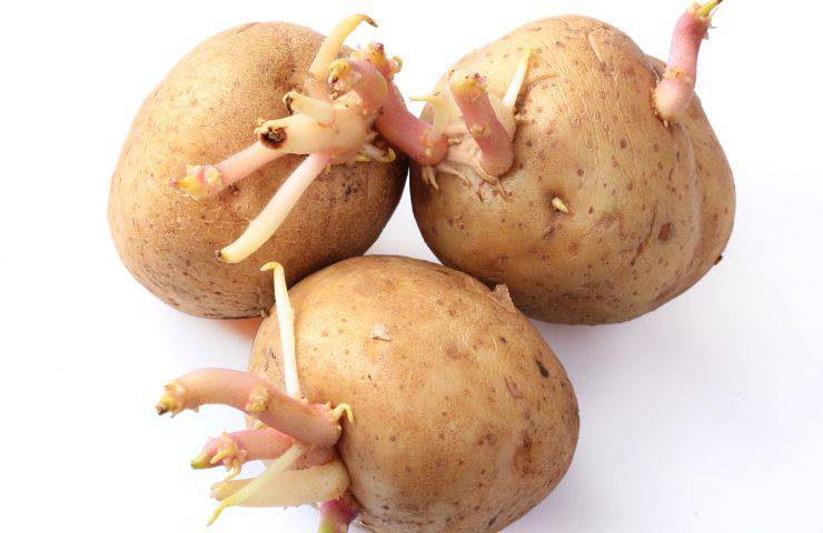 patate come evitare germoglino