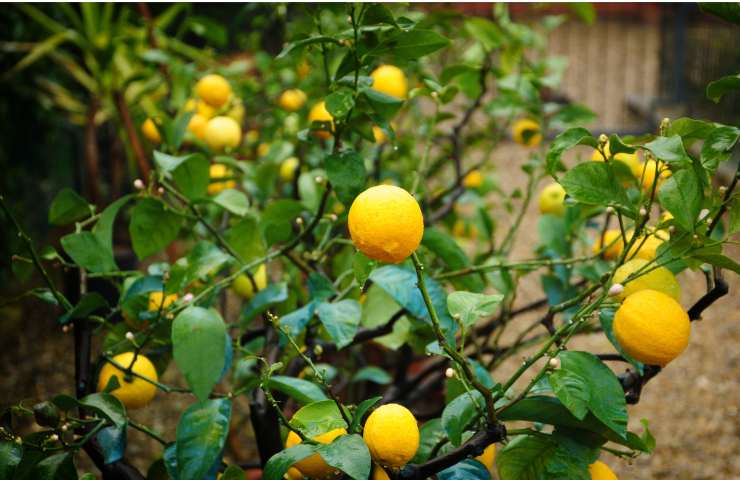piantare limone casa giardino