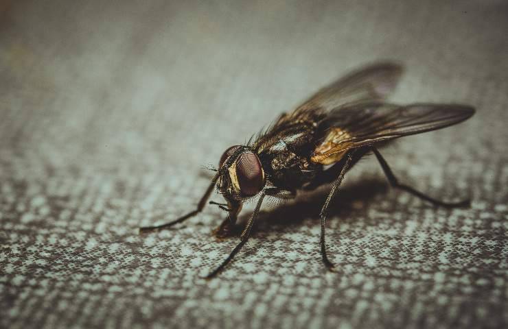 Come allontanare mosche rimedi naturali