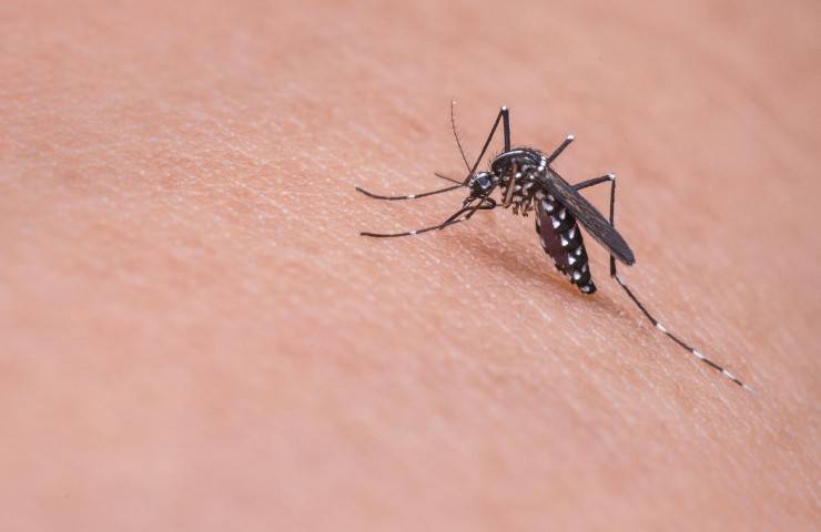 Rimedio contro le zanzare