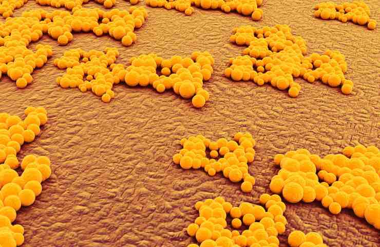 Acqua Minerale Naturale Fonte Valle Reale bloccata Staphylococcus dettagli