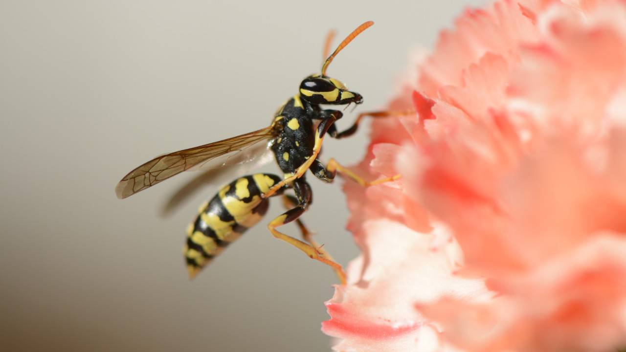 come allontanare vespe case
