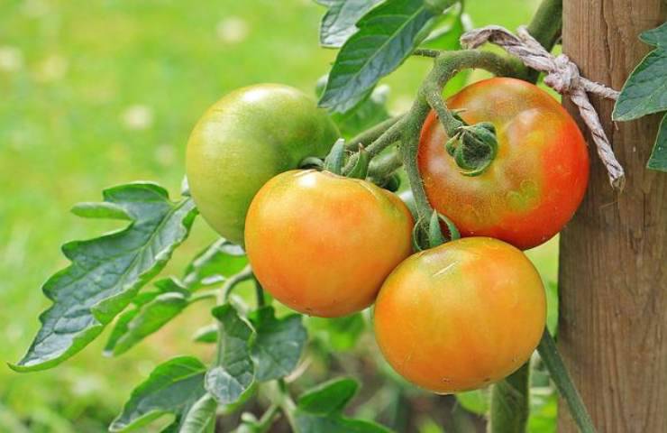 Conserva di pomodori verdi sott'olio ricetta