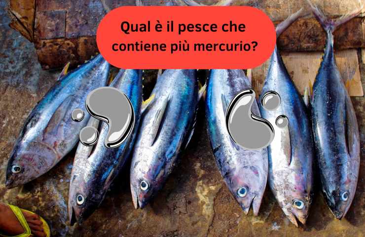 pesce mercurio