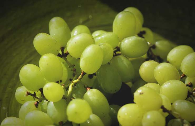Come conservare uva tecnica