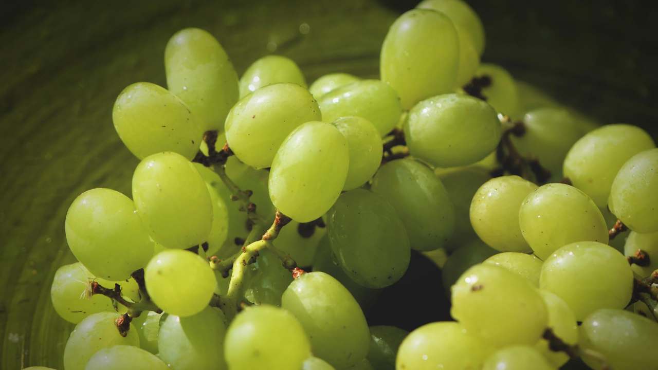Come conservare uva tecnica