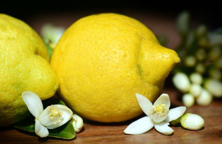 cheesekace al limone cremosa e profumata