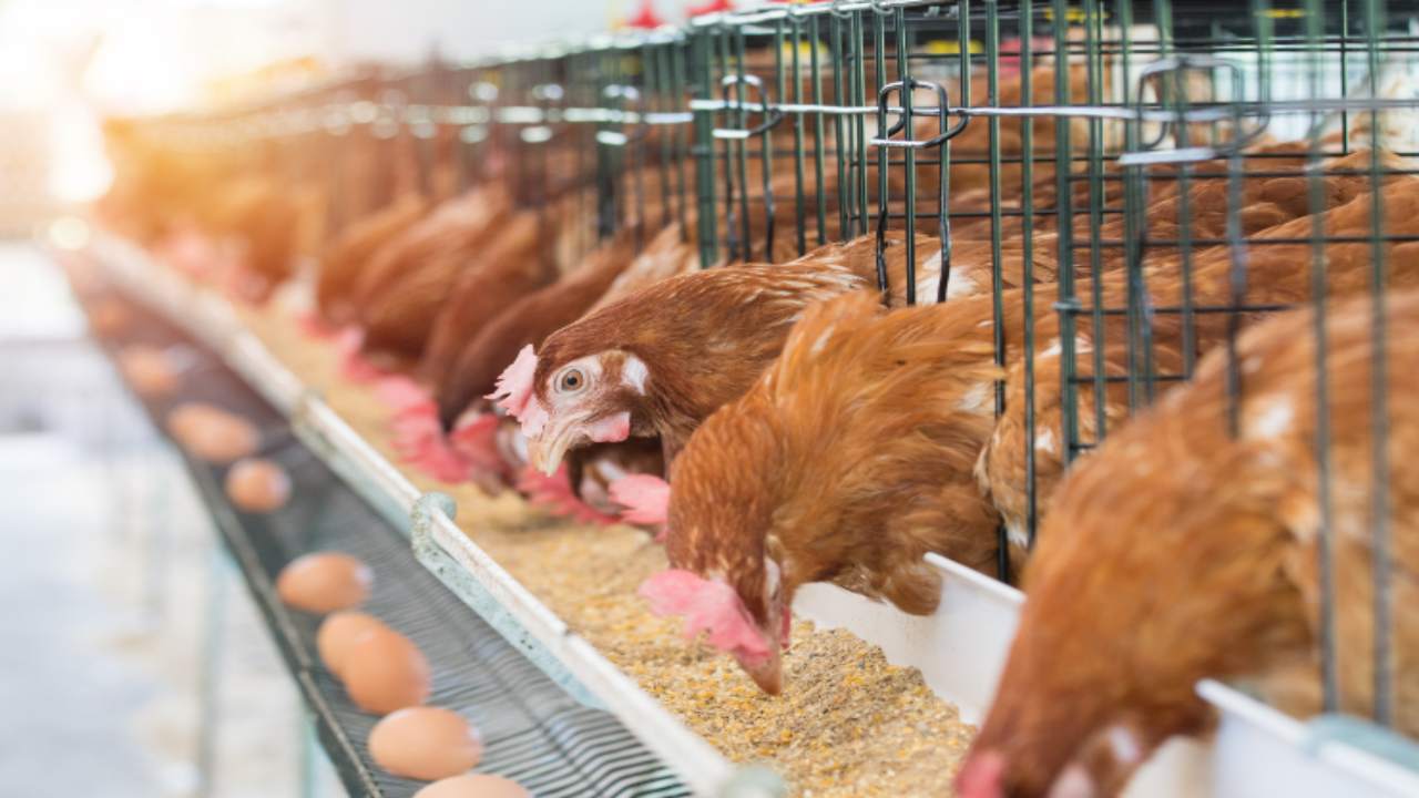 aviaria pericolo mancanza uova