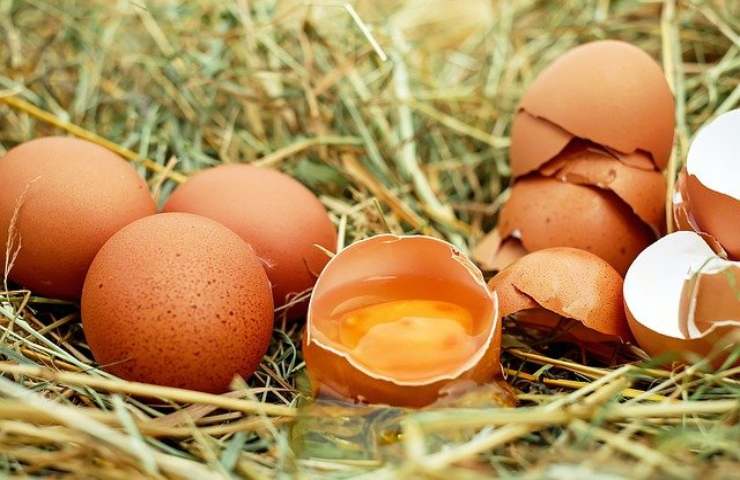 aviaria pericolo mancanza uova
