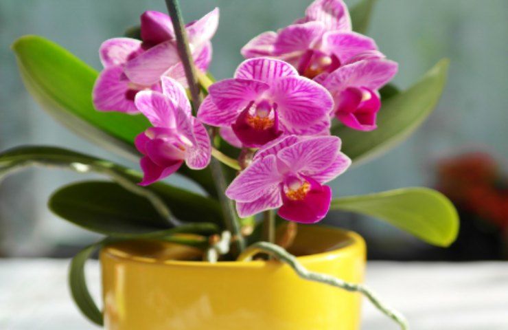 fondi di caffè orchidee