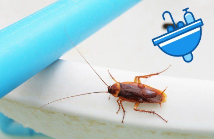 Uno scarafaggio sul lavandino
