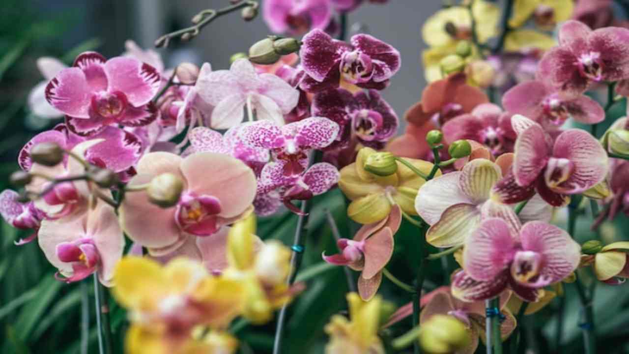 orchidee fertilizzante naturale