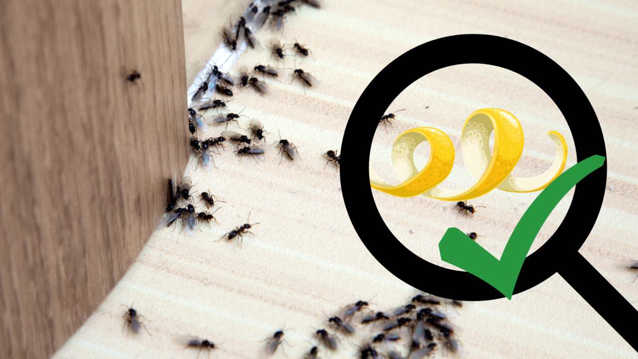 limone porta insetti
