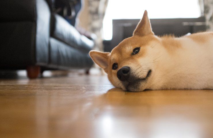 Come eliminare l'odore del cane sul pavimento?