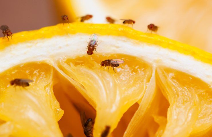 moscerini frutta insetti fragole