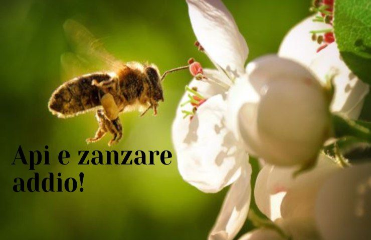api zanzare insetticida naturale