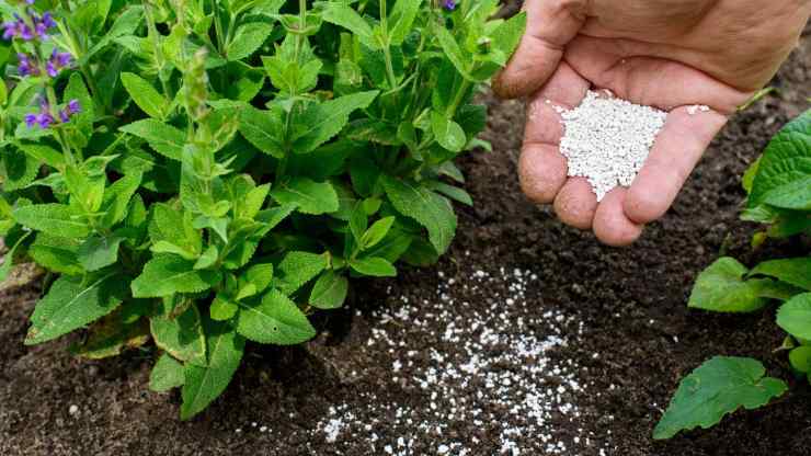 fertilizzante piante costo zero 