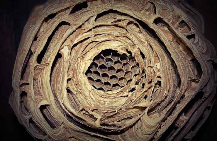 nido vespe calabroni
