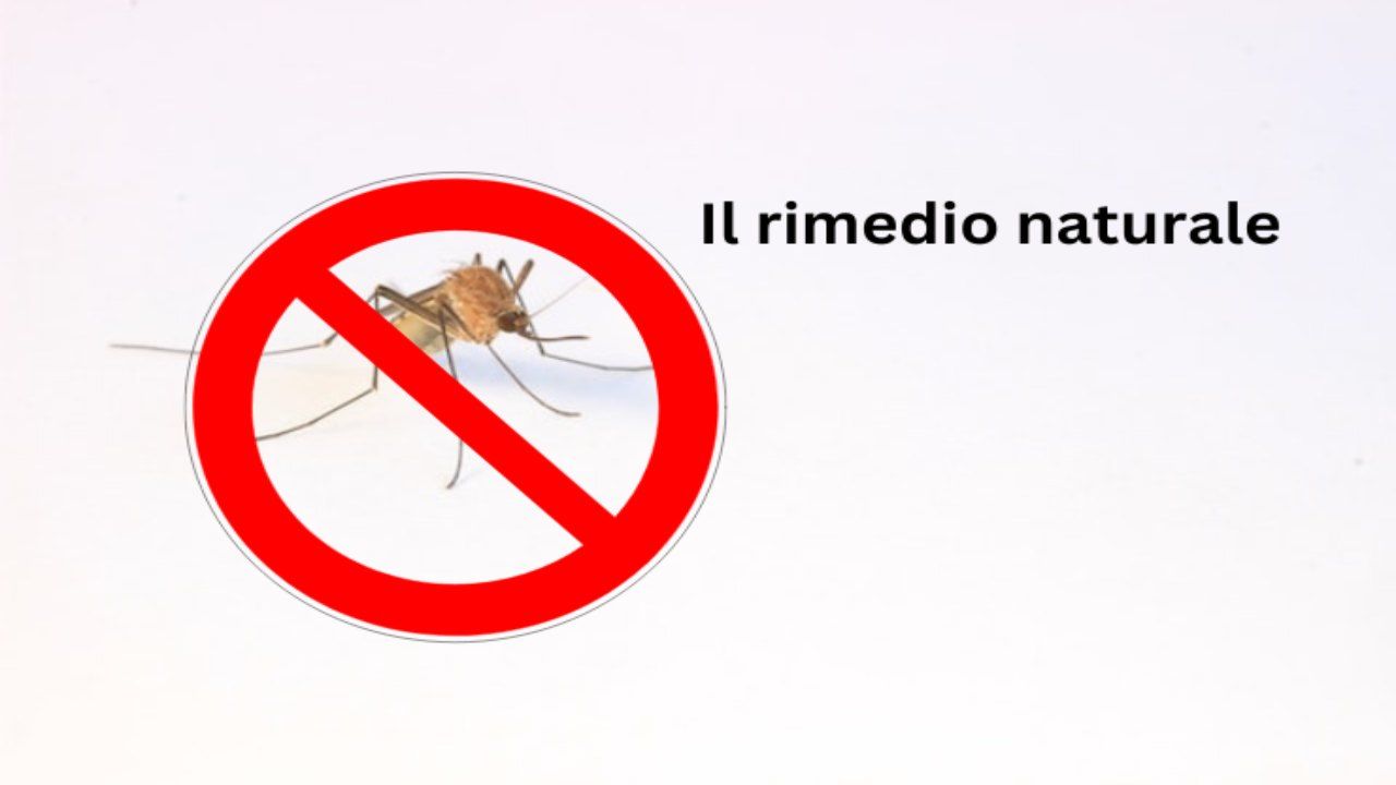 zanzare repellente naturale